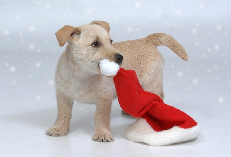 Puppy with Santa Hat