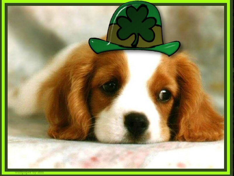 puppy with shamrock hat