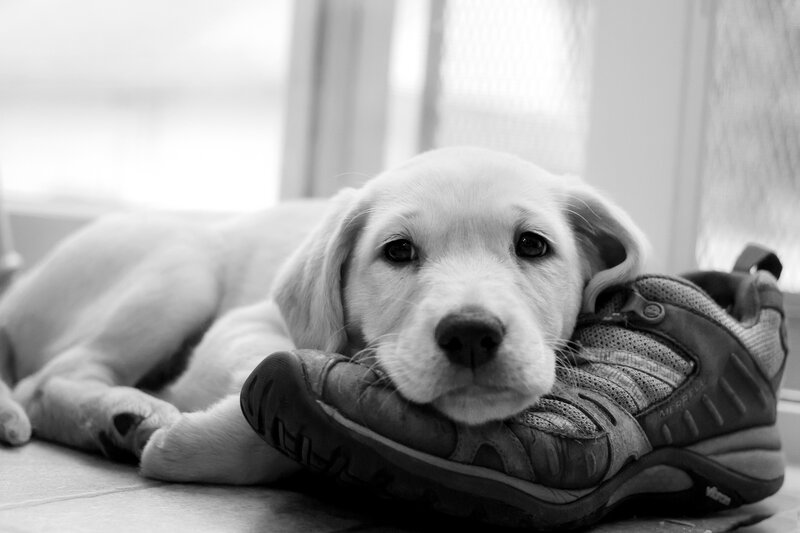Puppy with Shoe — Black