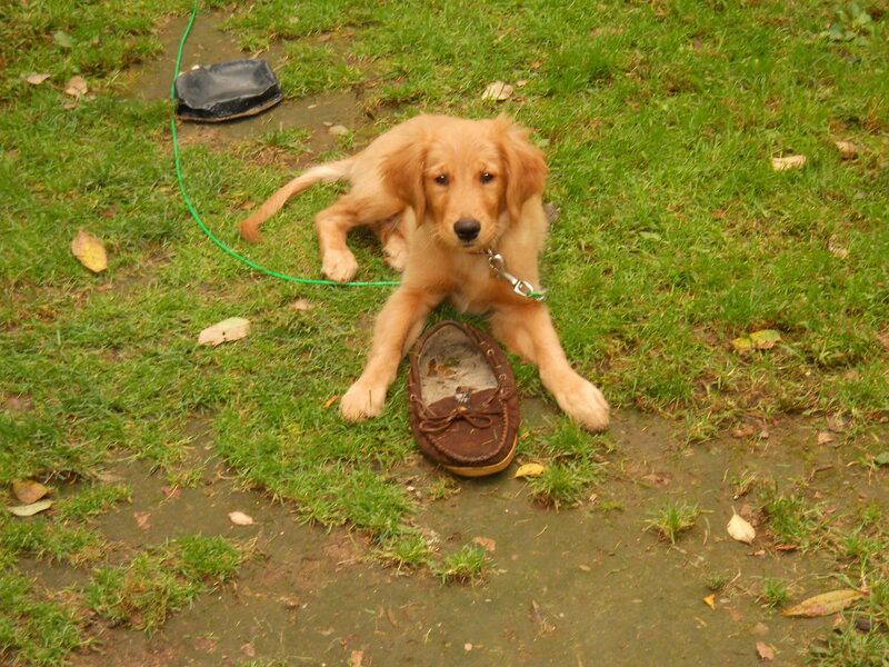 puppy with shoe on grass