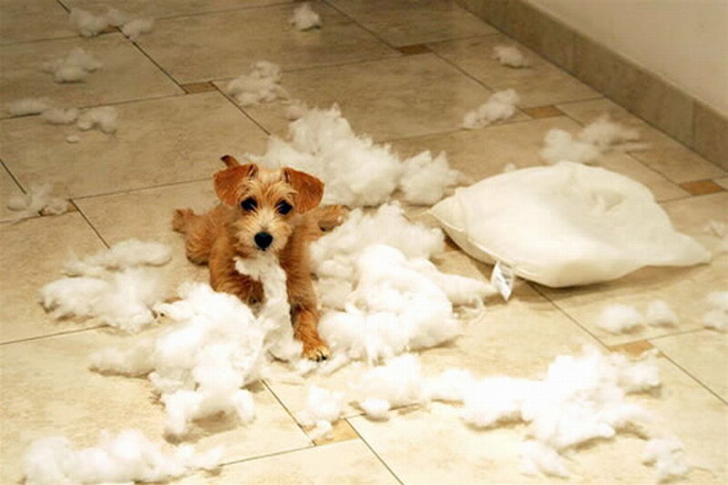 Puppy with Shredded Pillow