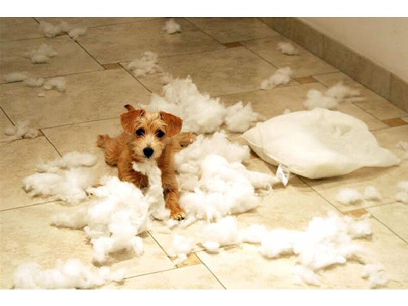 Puppy with Shredded Pillow — White