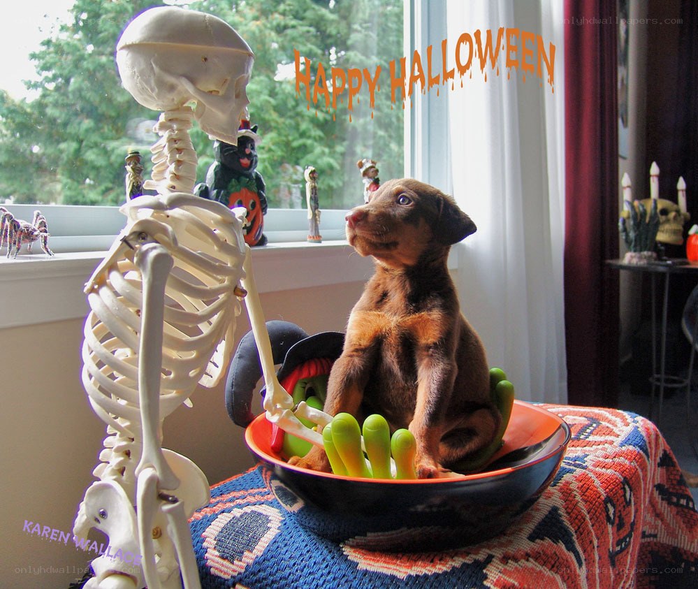 Puppy with skeleton Halloween
