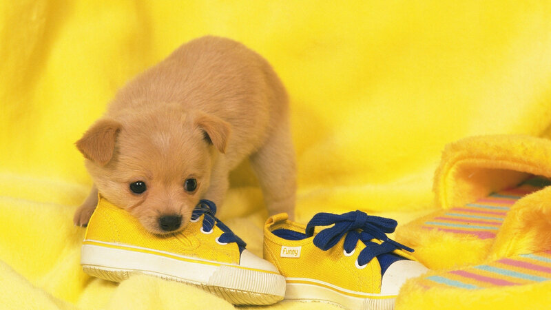 Puppy with Sneakers