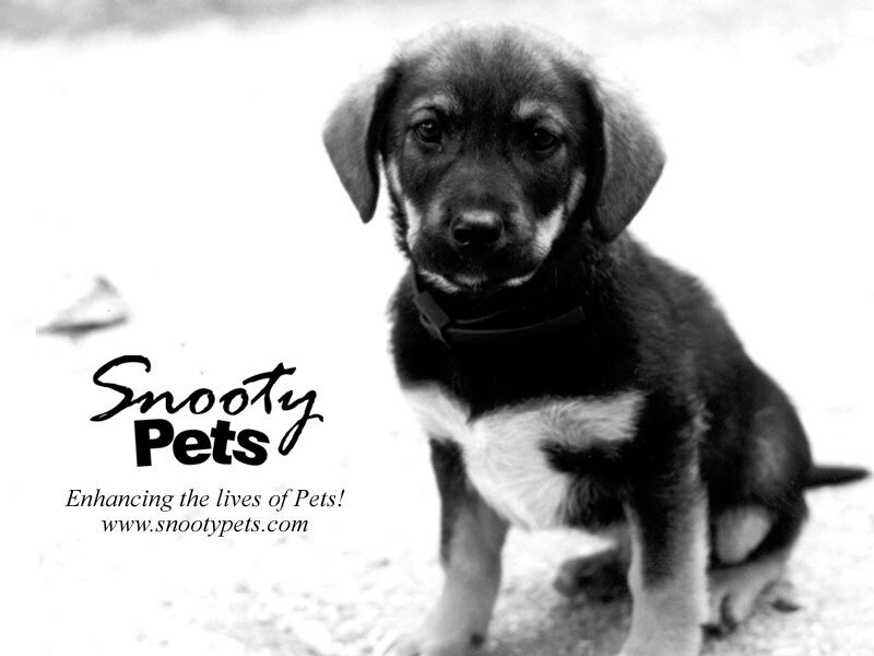 puppy with snooty pets logo