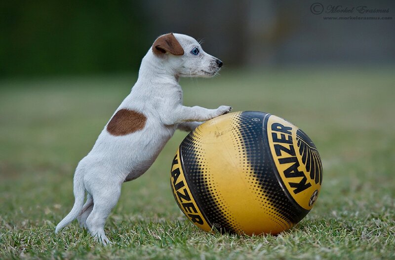 Puppy with Soccer Ball
