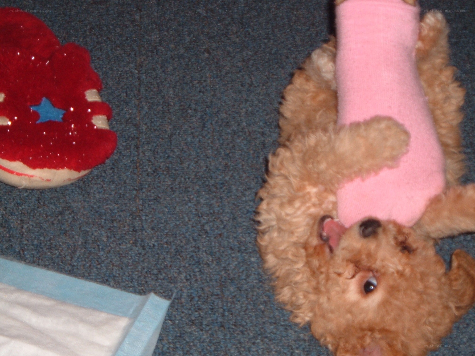 puppy with sock toy