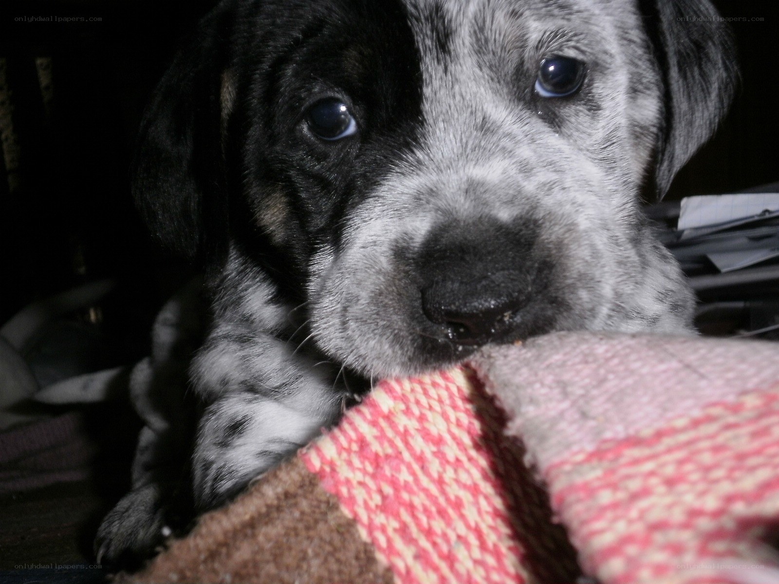 puppy with spotted face