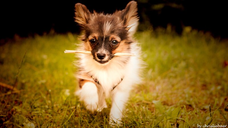 puppy with stick in mouth