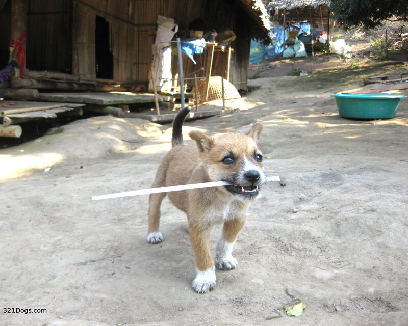 puppy with stick in mouth