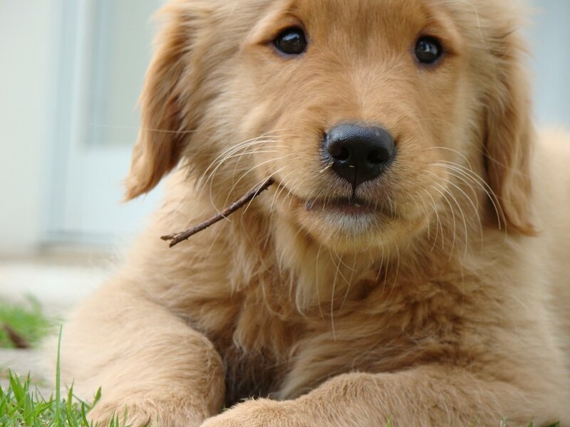puppy with stick in mouth