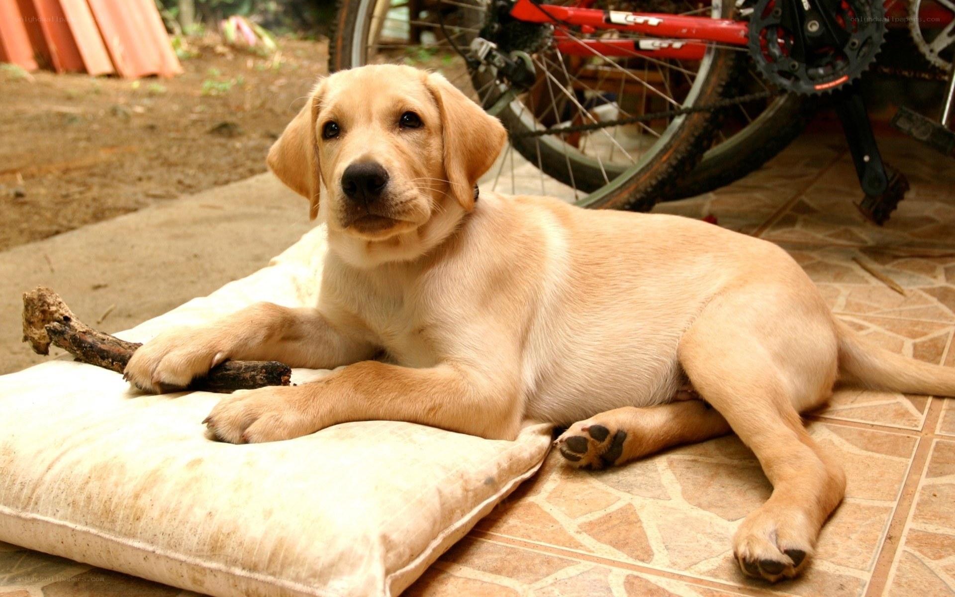 puppy with stick on pillow