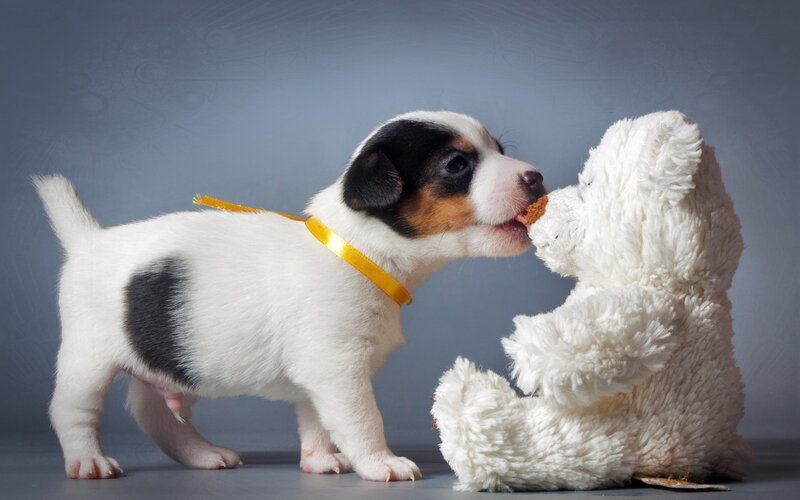 Puppy with Stuffed Animal