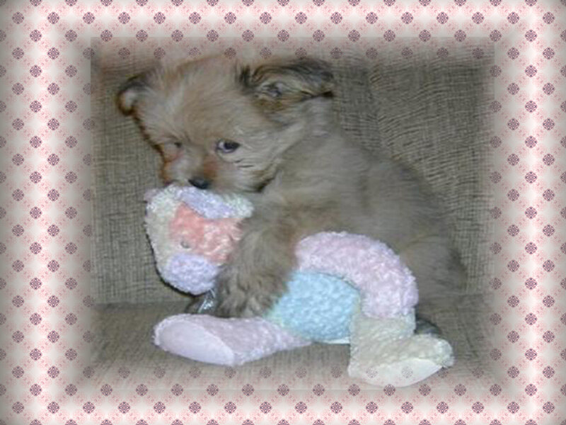puppy with stuffed toy