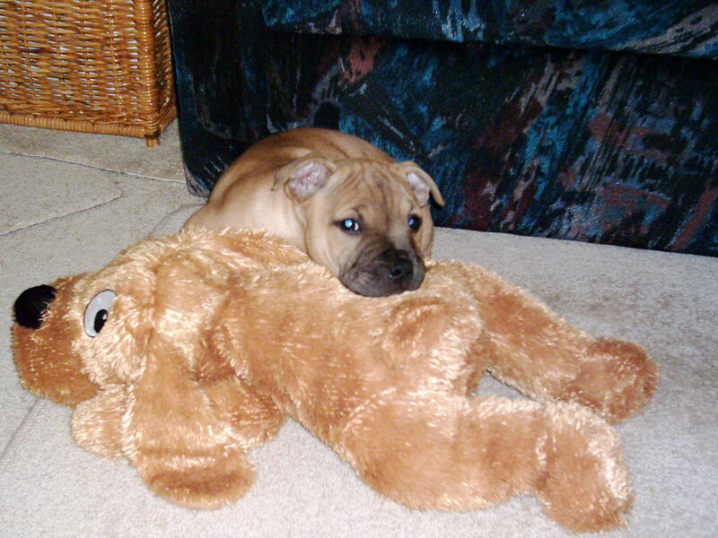 Puppy with Stuffed Toy — Brown, Calm