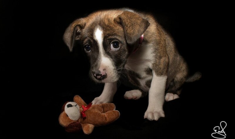 Puppy with Stuffed Toy — Brown