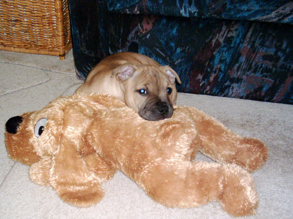 Puppy with stuffed toy