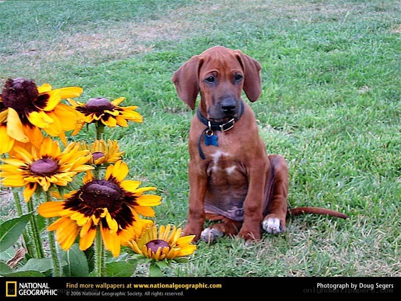 Puppy with sunflowers
