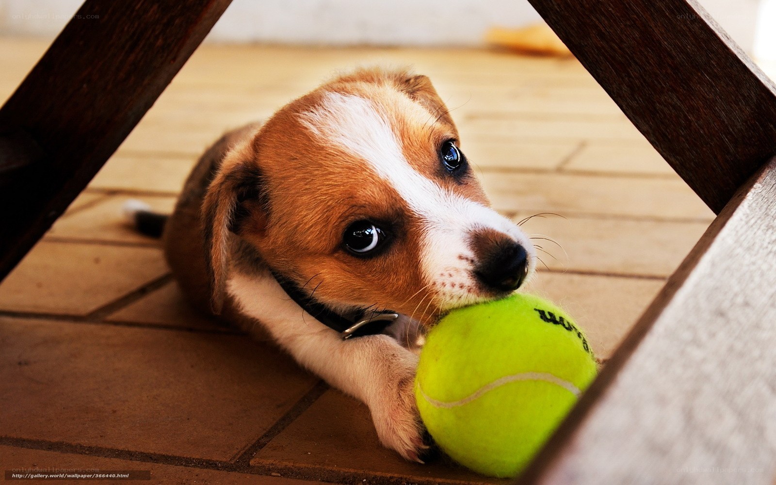 puppy with tennis ball