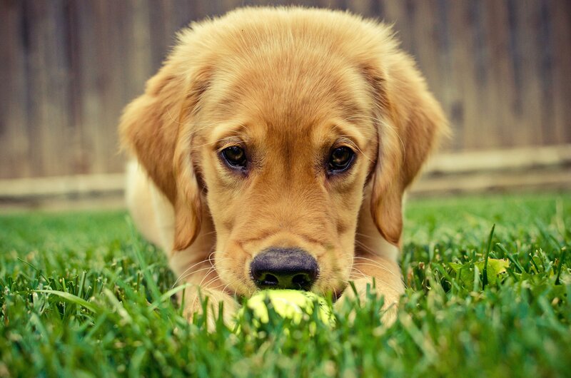 puppy with tennis ball