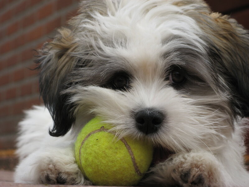 puppy with tennis ball