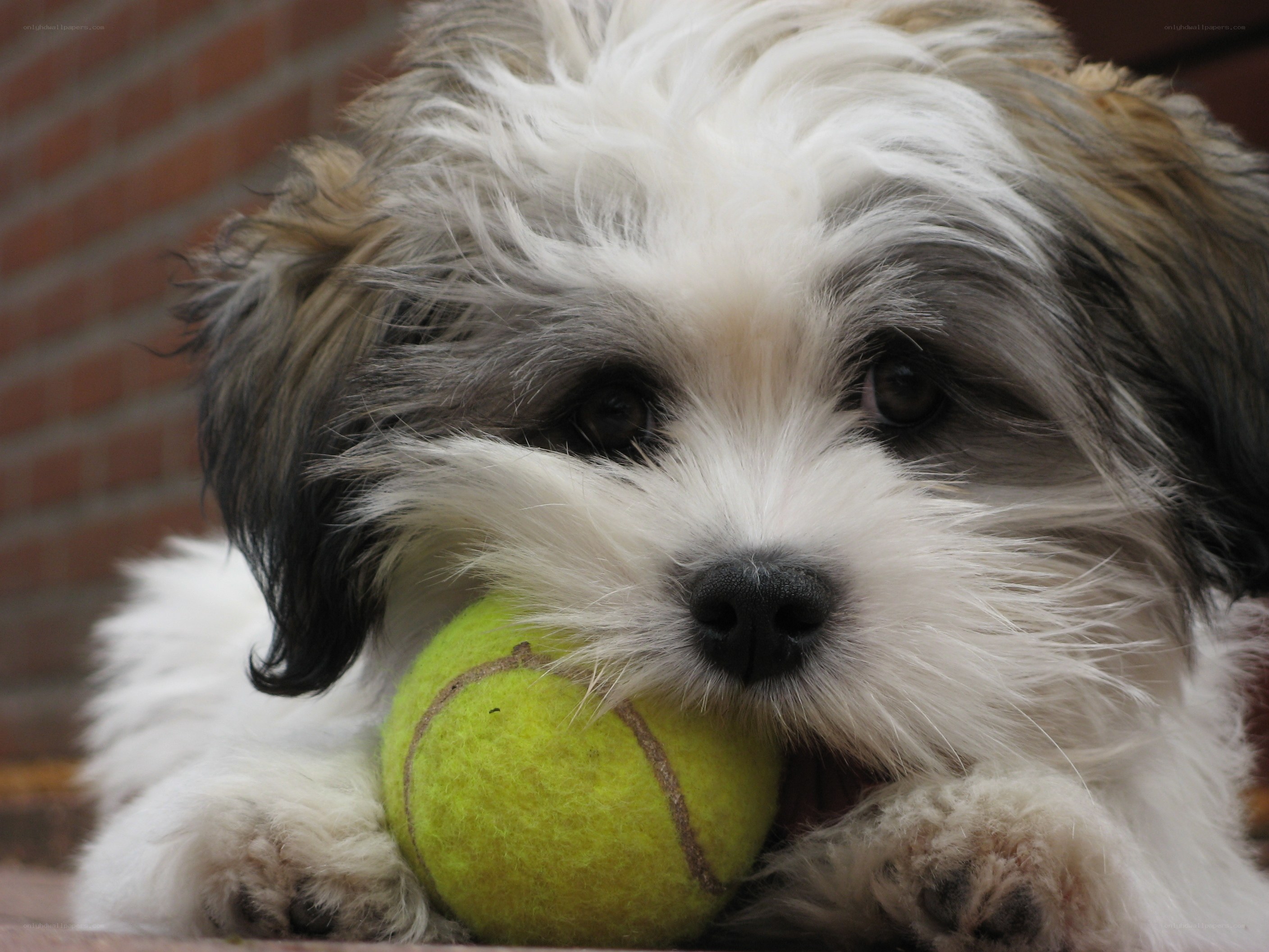 puppy with tennis ball