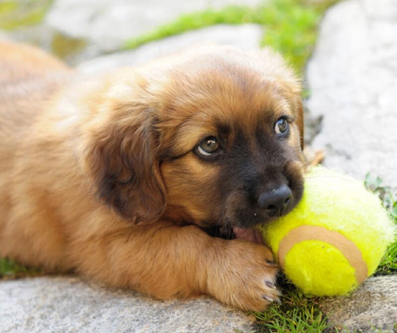 Puppy with Tennis Ball — Brown, Calm
