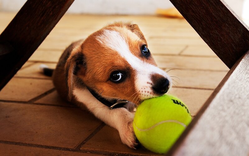 Puppy with Tennis Ball — Brown