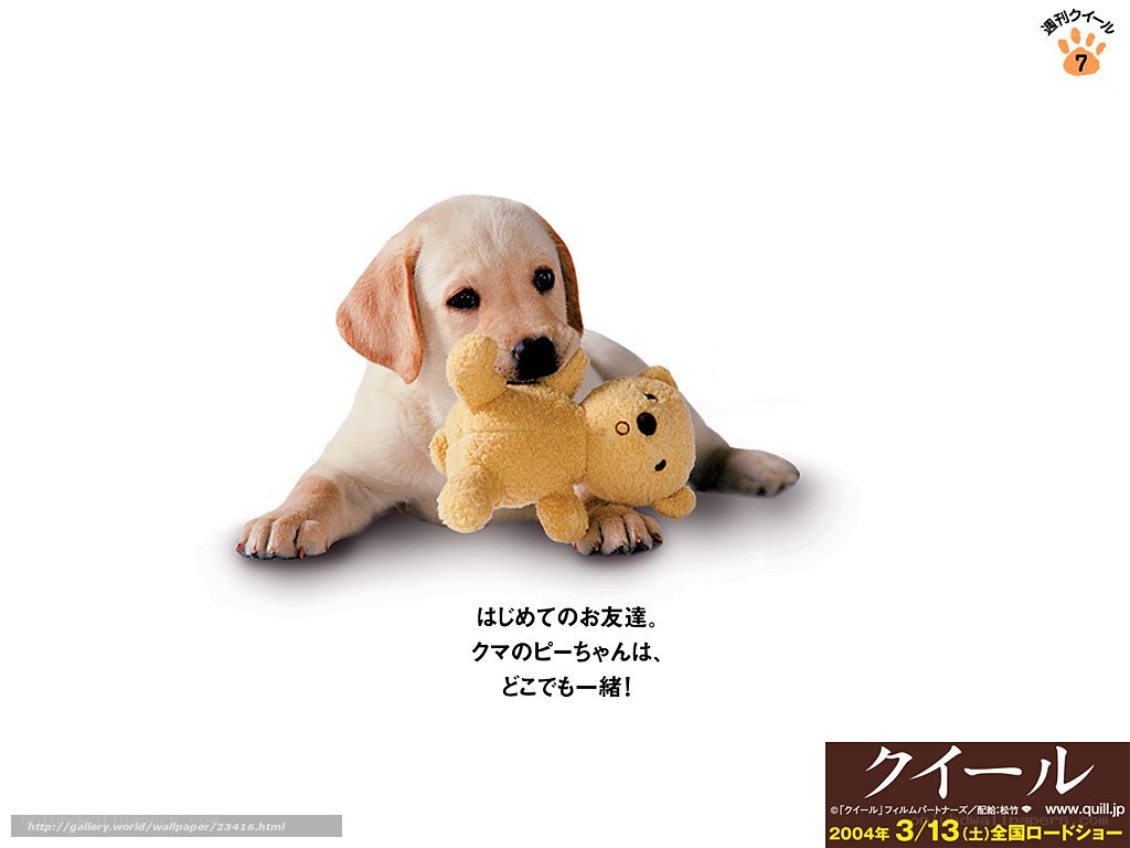 Puppy with toy bear