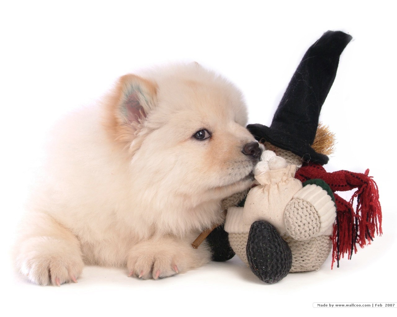 puppy with toy doll
