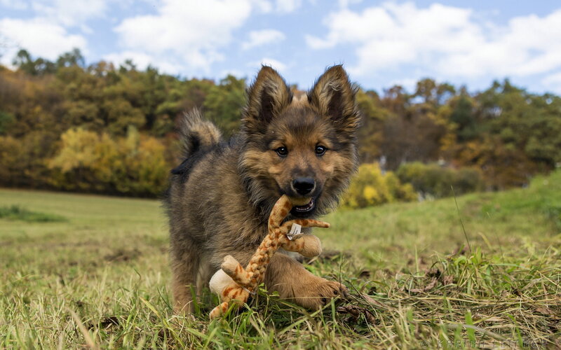 Puppy with Toy — Green