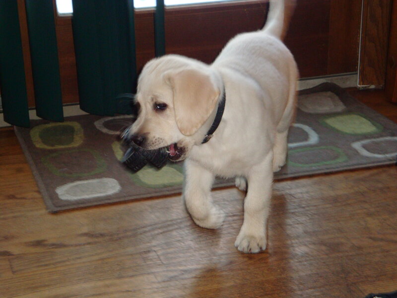 puppy with toy in mouth
