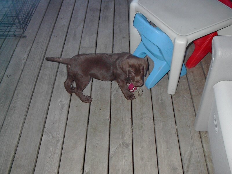 puppy with toy on deck