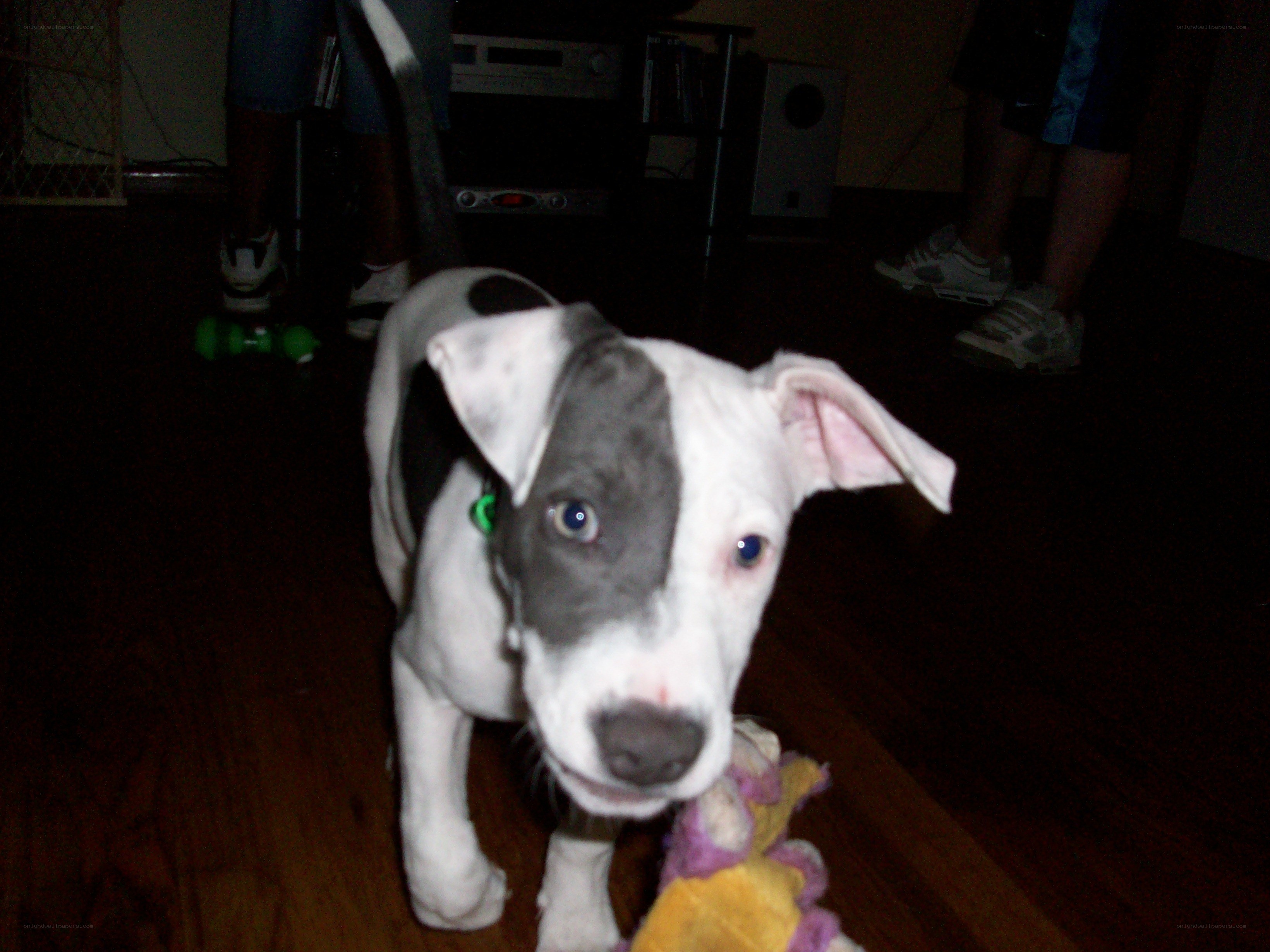 puppy with toy on floor