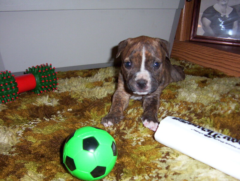 puppy with toys on rug