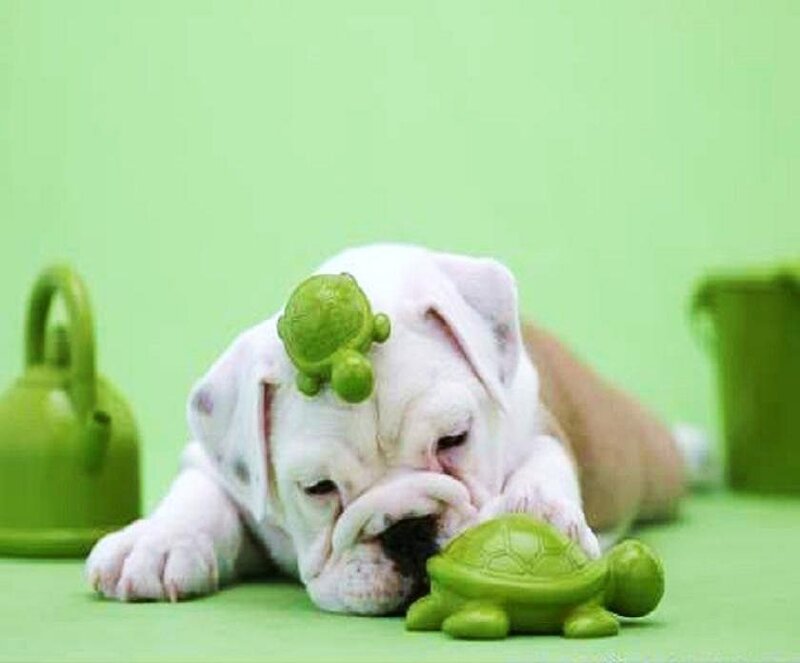 puppy with turtle toys