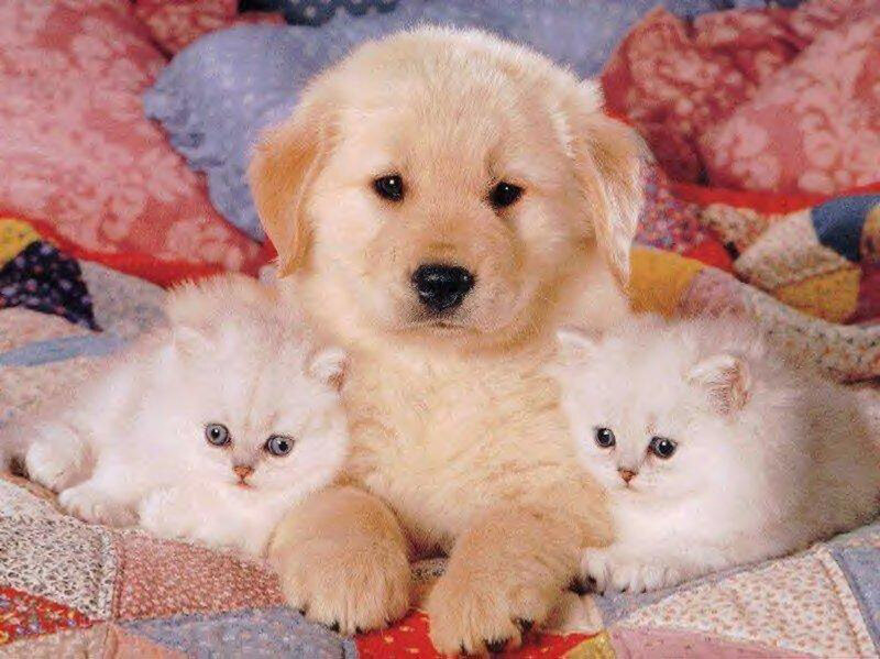puppy with two kittens