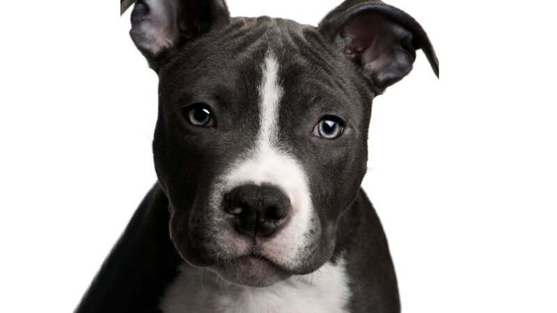 puppy with white stripe