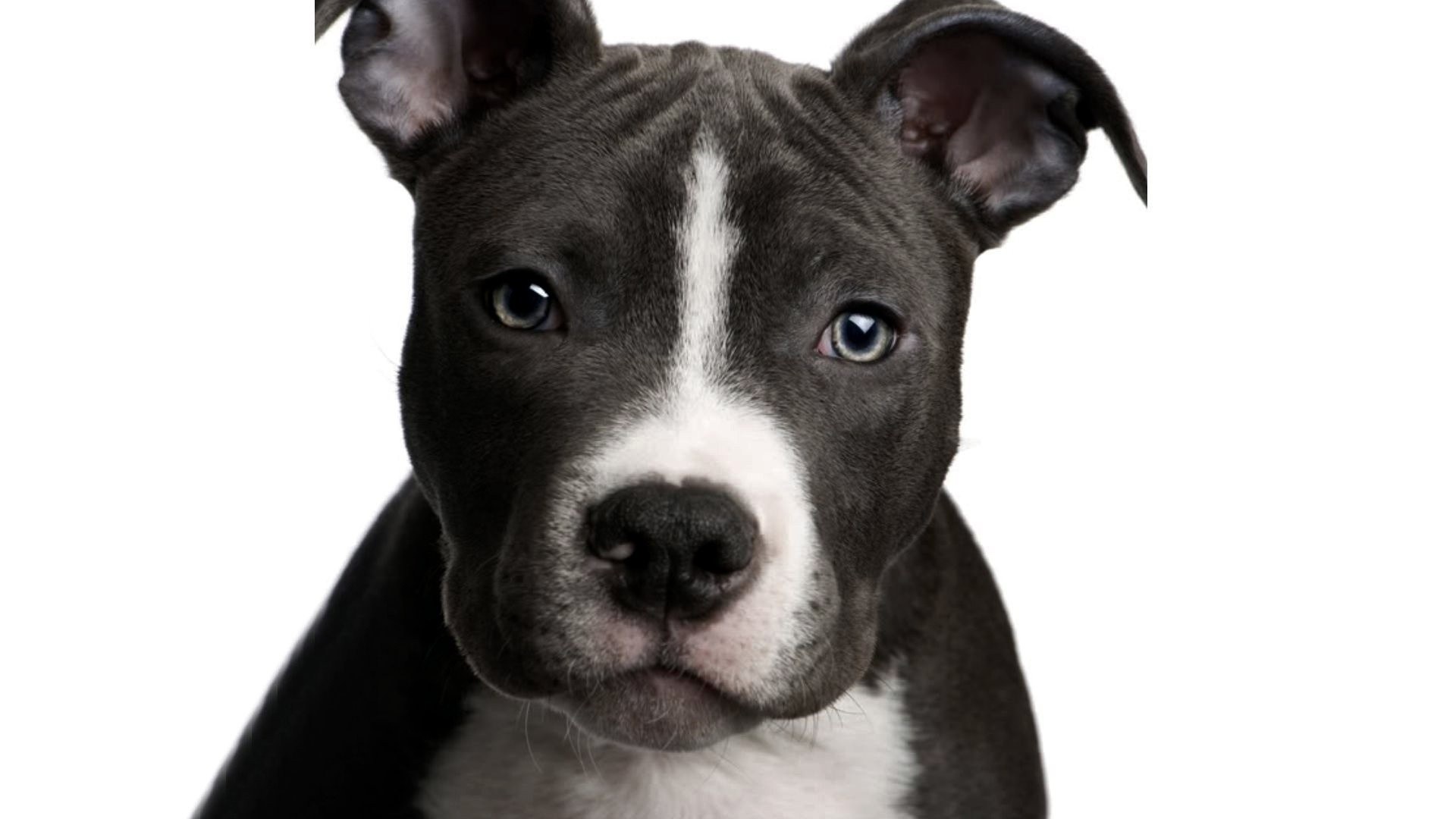 puppy with white stripe