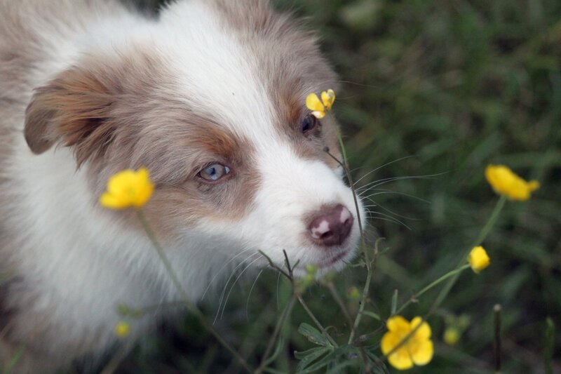 Puppy with Yellow Flowers