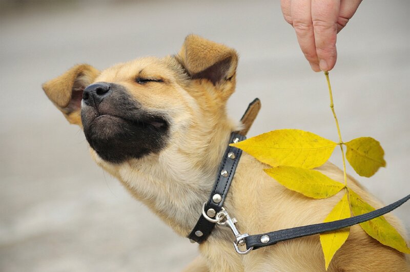 Puppy with Yellow Leaf