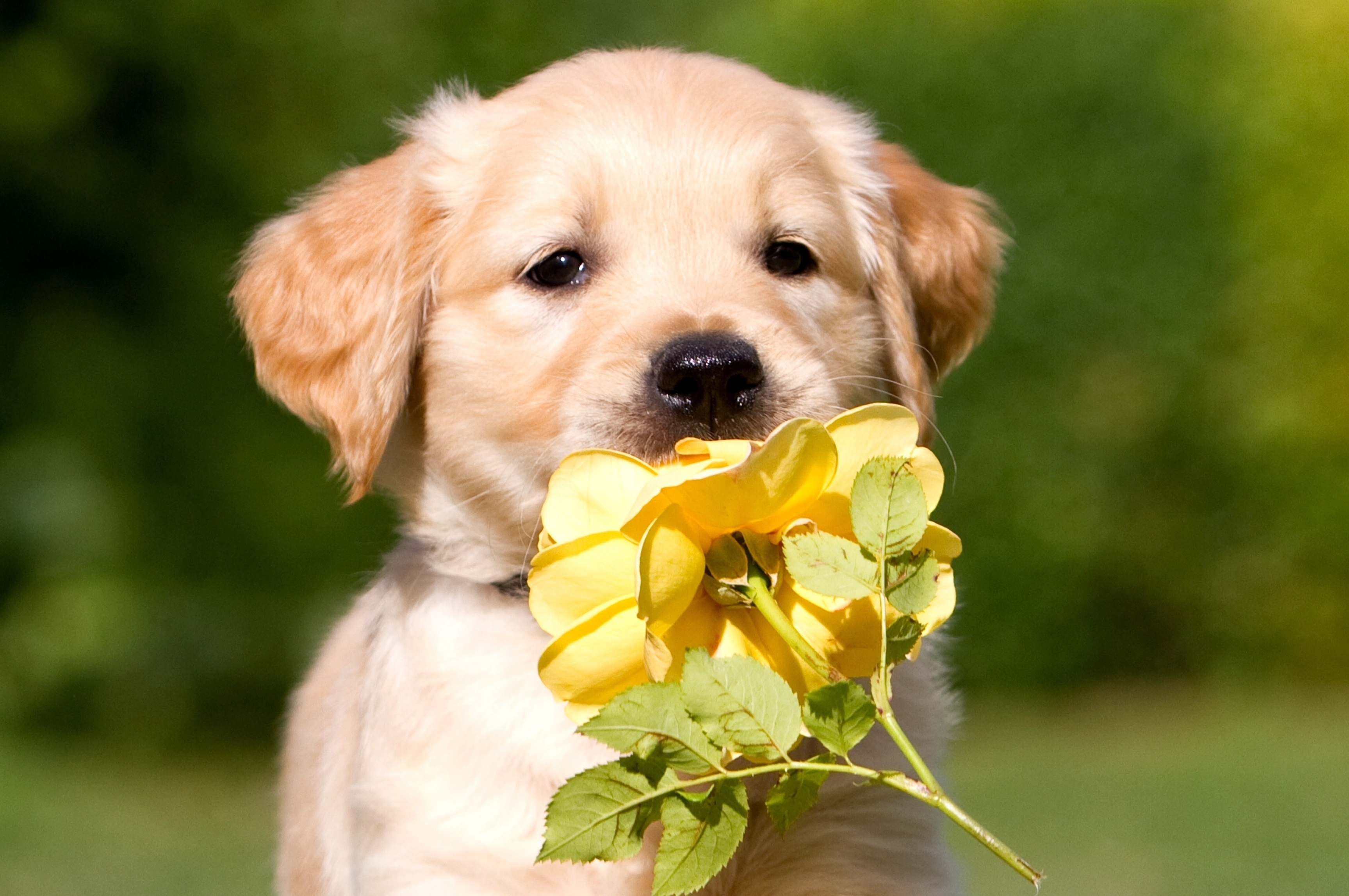 puppy with yellow rose