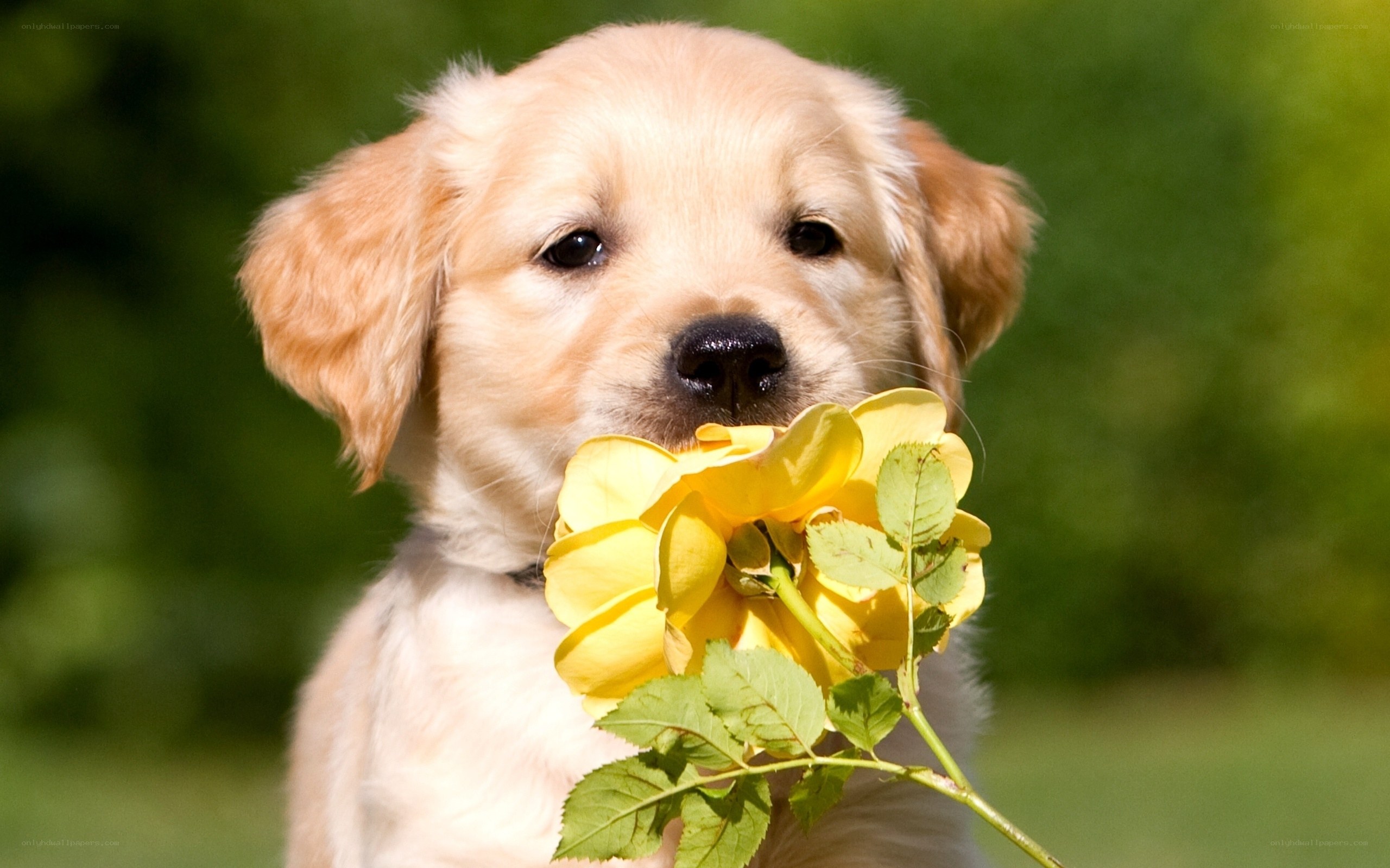 puppy with yellow rose