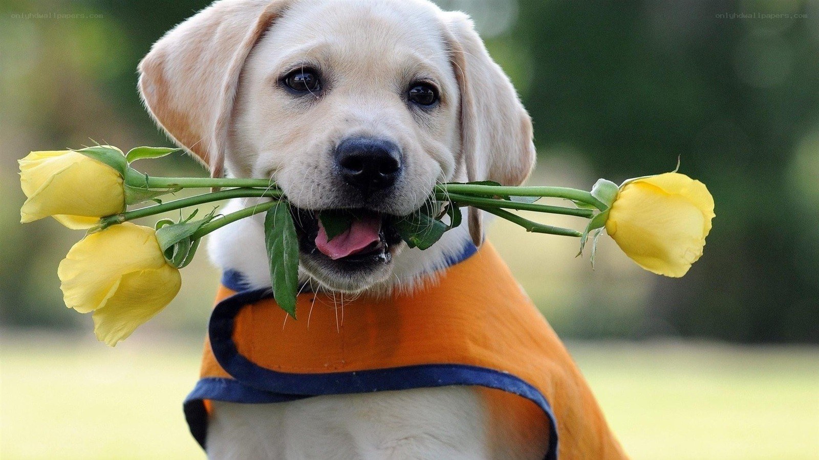 puppy with yellow roses