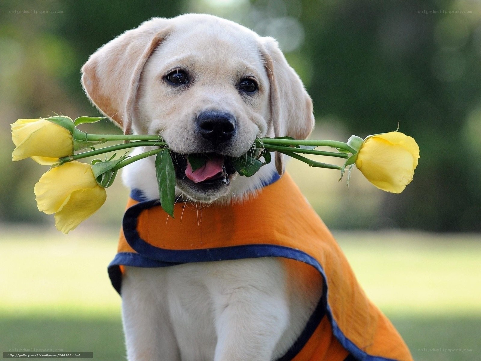 puppy with yellow roses