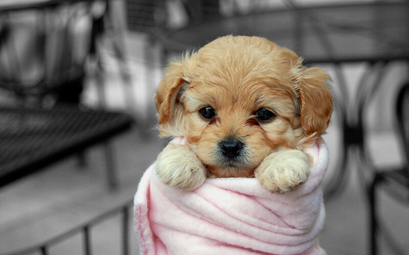 Puppy Wrapped in Blanket — Brown