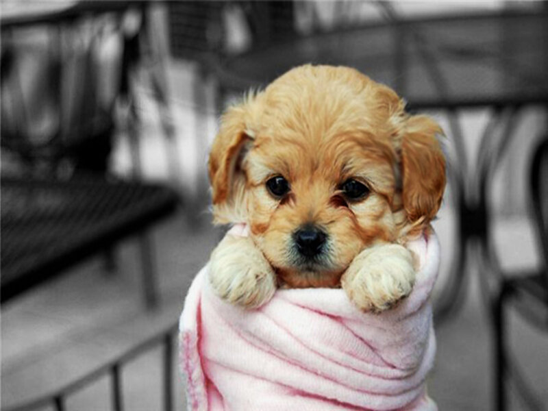 Puppy Wrapped in Blanket