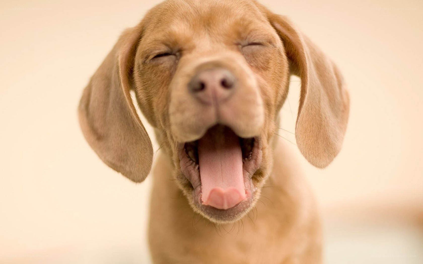puppy yawning cutely