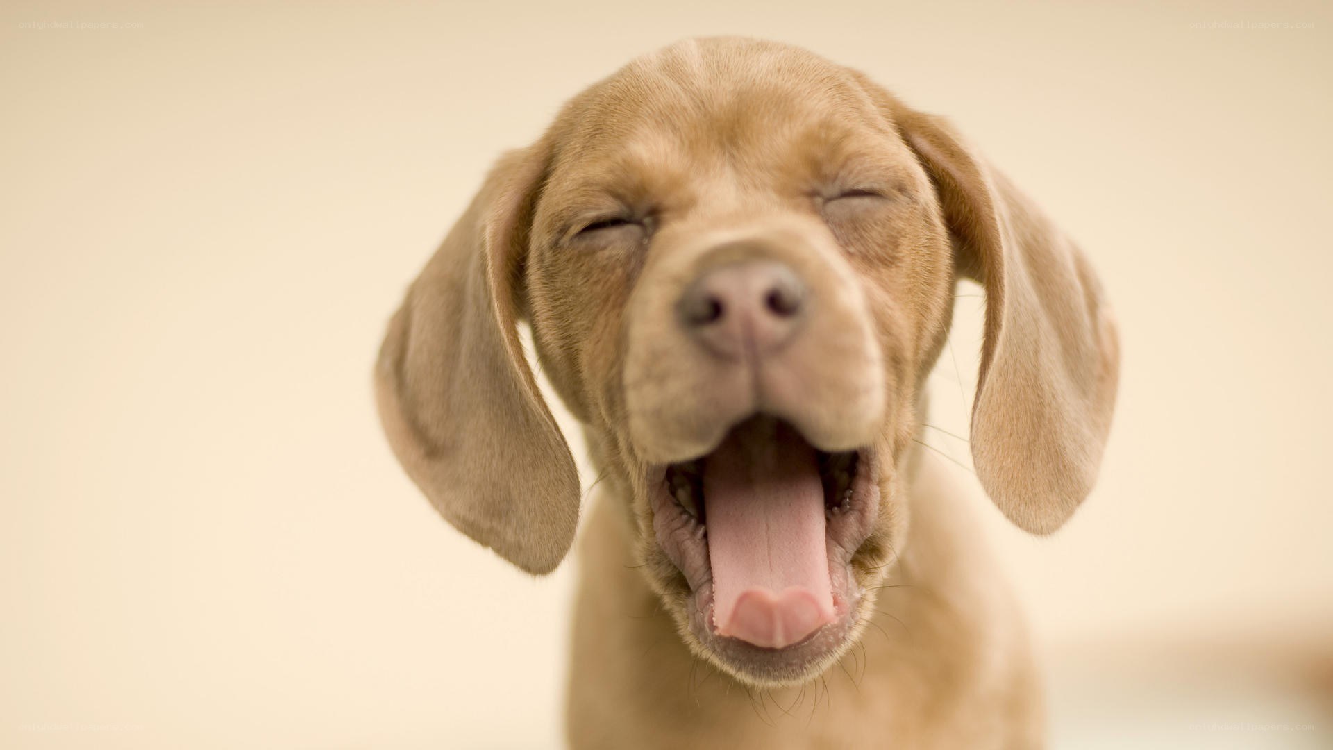 puppy yawning cutely