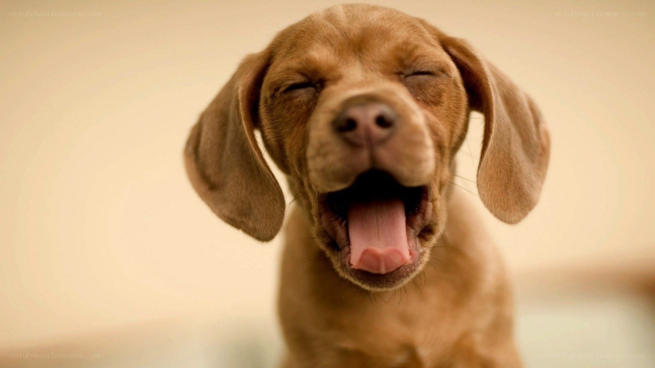 puppy yawning cutely